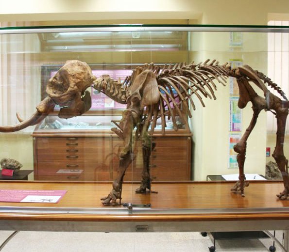 Il Museo Paleontologico a Catania