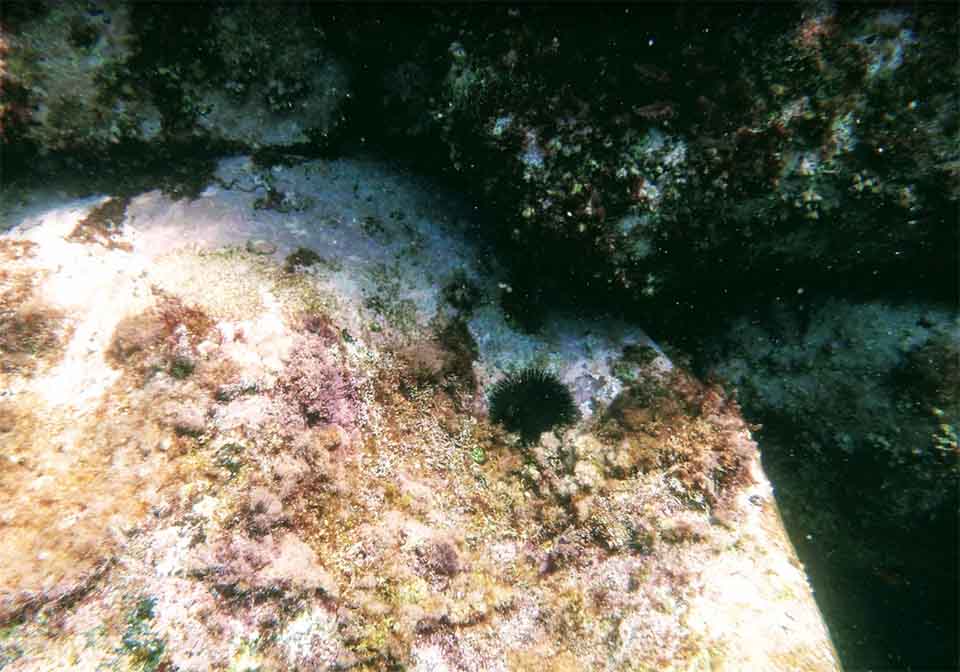 Larea marina protetta delle Isole Ciclopi