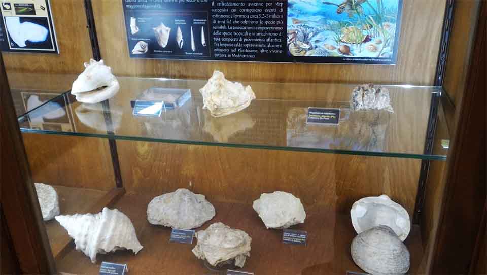 Museo Di Scienza Della Terra di Catania