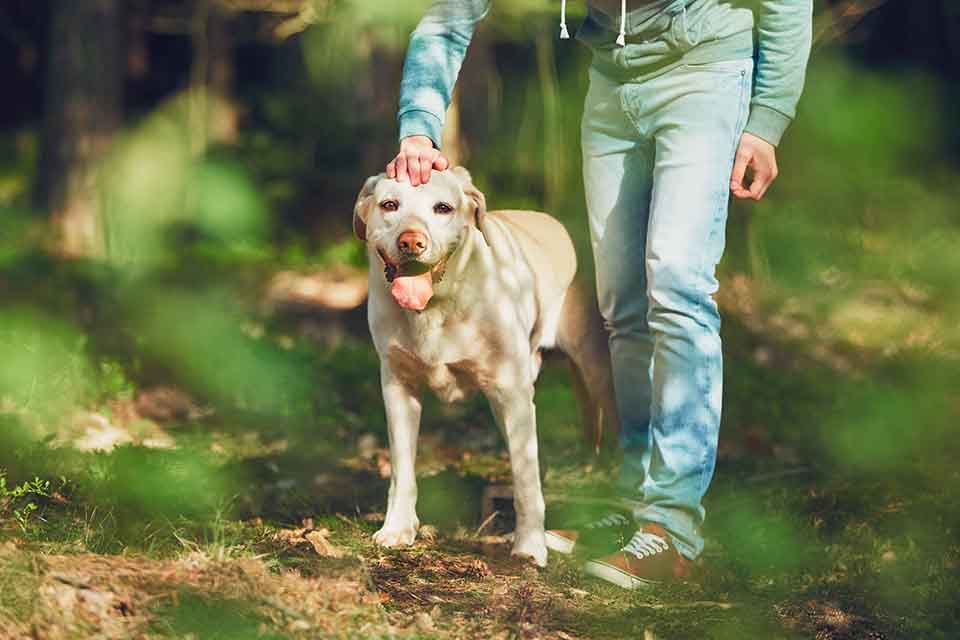 addestratori di cani a Catania