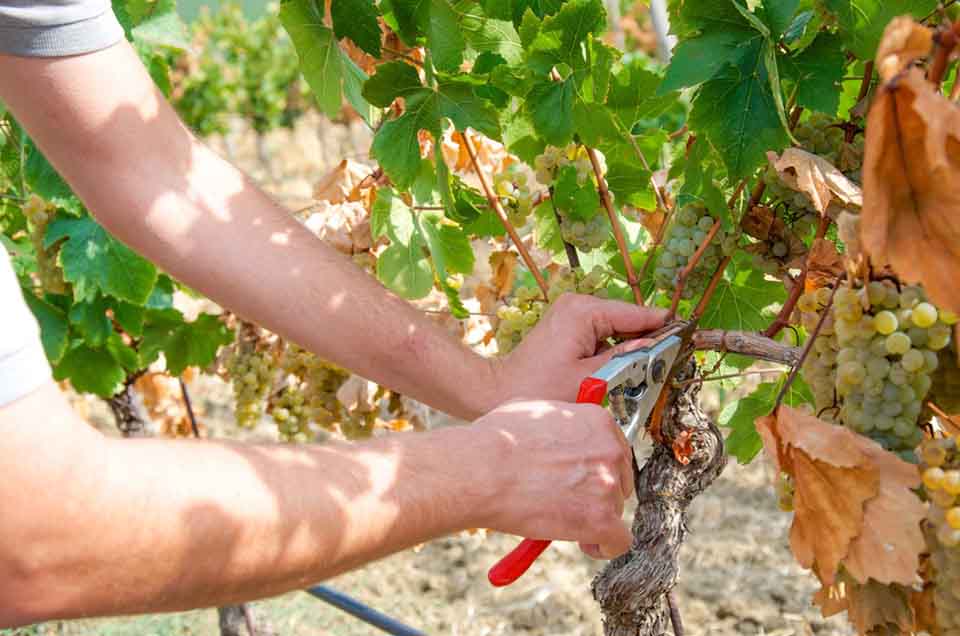 vendemmia in sicilia