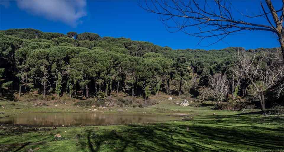 Bosco della Ficuzza flora e fauna