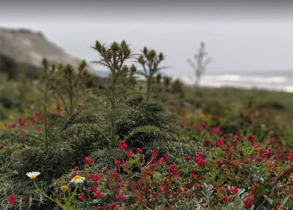 Riserva Naturale Orientata di Torre Salsa flora e fauna