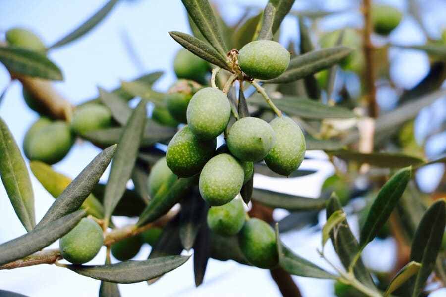 olive sicilia