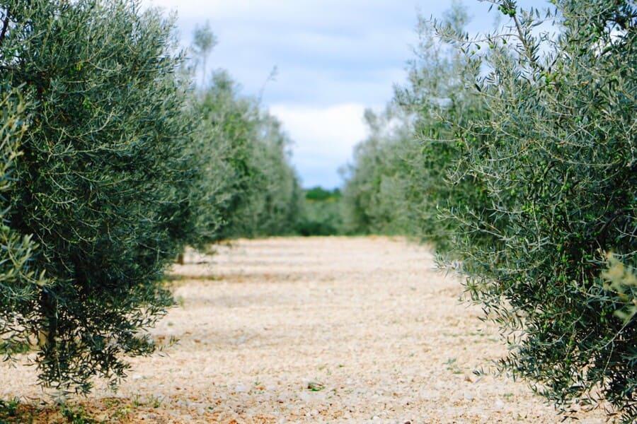 ulivi campo sicilia