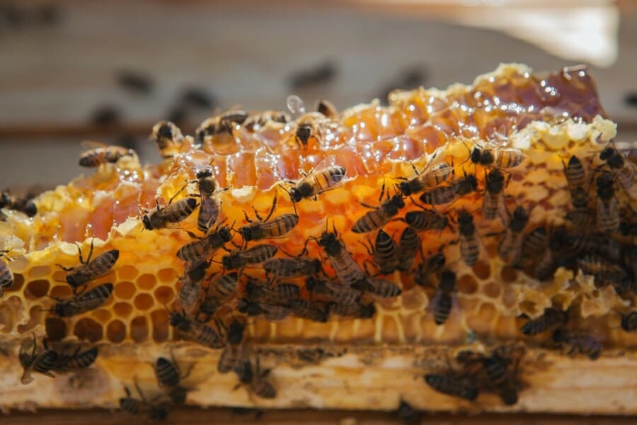 miele e giornata mondiale api
