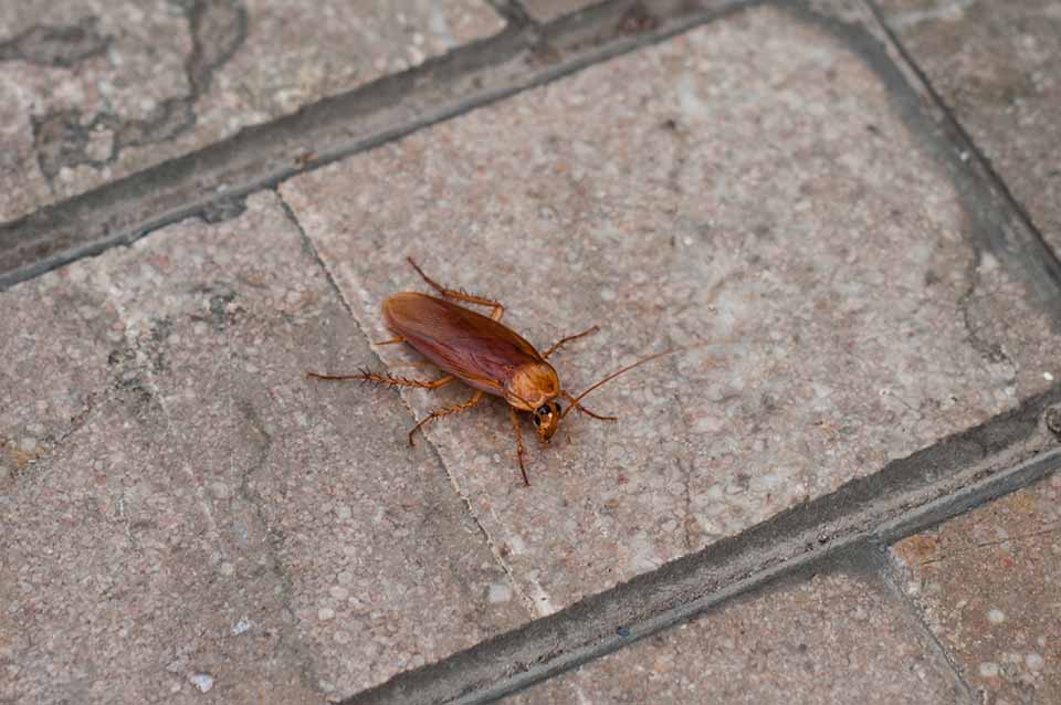 Insetti infestanti: scarafaggi, formiche e zanzare