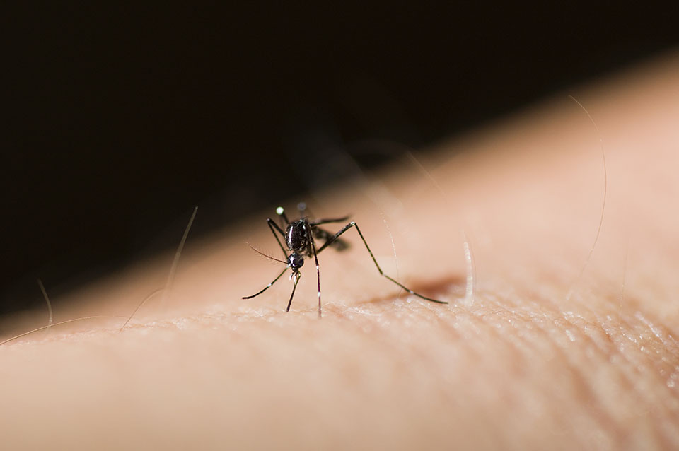 Insetti infestanti come allontanare le zanzare