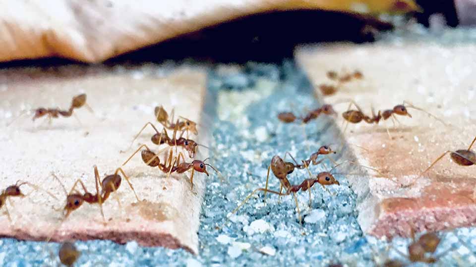 Insetti infestanti come liberarsi delle formiche